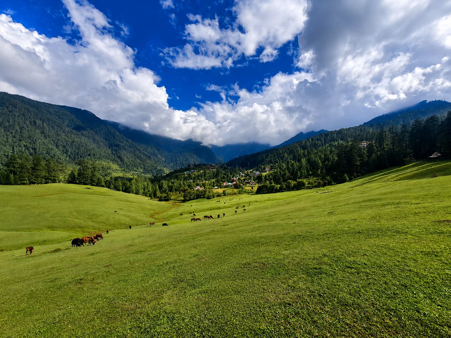 Shangarh meadow — vast flat clearing at 2,600m ringed by cedar forest, Sainj Valley